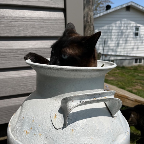 Meet your Posher, Susanne - Picture 5 of 16